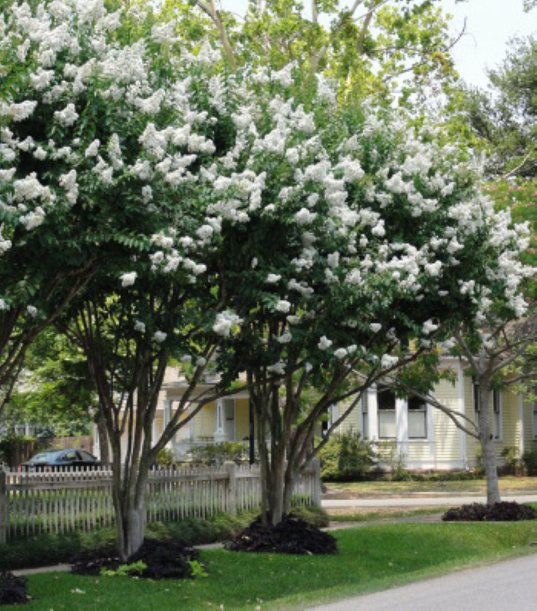 10 White Crepe Myrtle Seeds