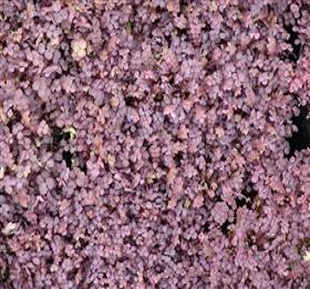 Acaena inermis Purpurea