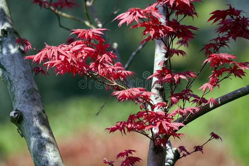 Paperbark Maple Seeds