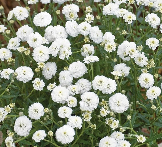 Achillea ptarmica Marshmallow Seeds