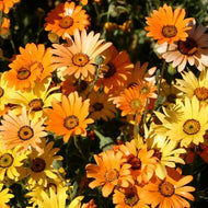 African Daisy Seeds