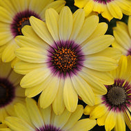 Alaska Daisy