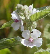 Alcea officinalis Seeds