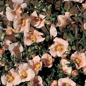 Alonsoa Salmon Spire Flower Seeds