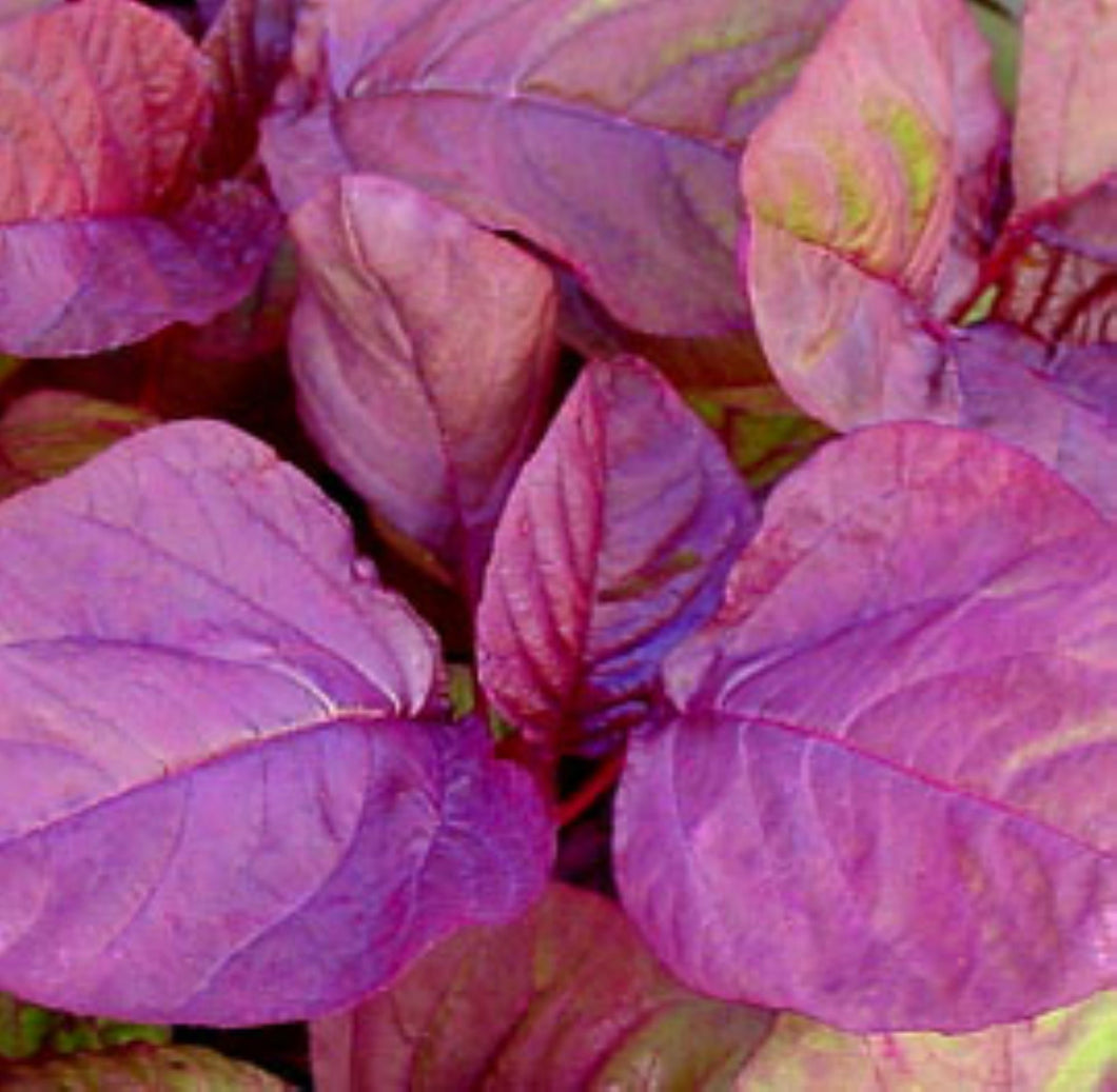 Asia Red Amaranth Seeds