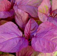 Asia Red Amaranth Seeds