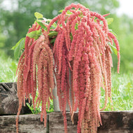 Coral Fountain Amaranthus Seeds