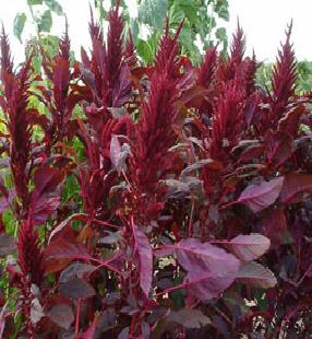 Amaranthus Lotus Red Seeds