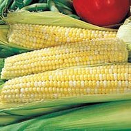 1/4 lb. Ambrosia Corn Seeds
