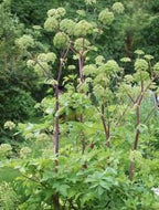 Angelica archangelica. Wild Parsnip Seeds
