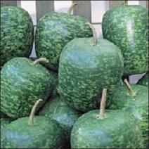 Apple Gourd Seeds