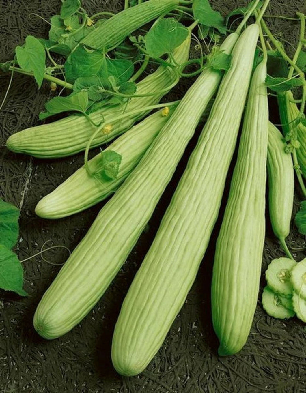 Armenian Yard Long Cucumber