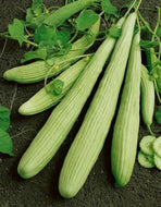Armenian Yard Long Cucumber