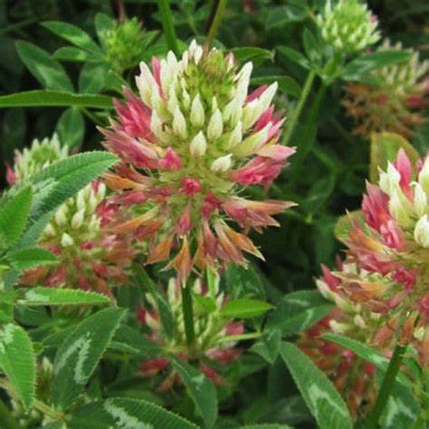 Arrowleaf Clover Seeds