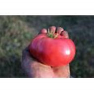 Aunt Ginny's Purple Tomato Seeds