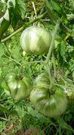 Aunt Ruby's German Tomato Seeds
