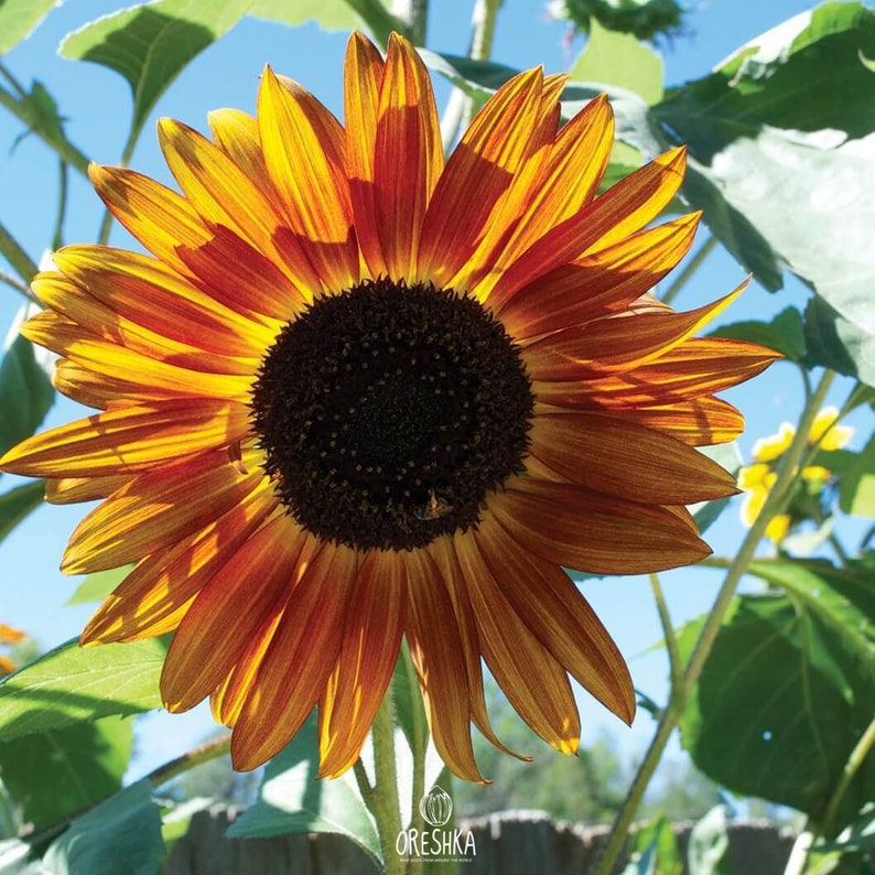 Autumn Beauty Sunflower Seeds