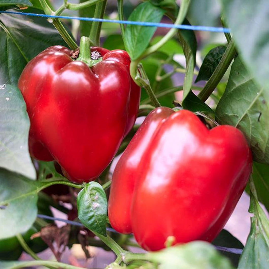 Autumn Bell Sweet Pepper Seeds