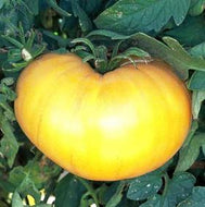 Azoychka Tomato Seeds