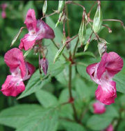 Balsam Impatiens balsamina Seeds