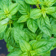 Sweet Basil