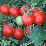 Baxter Early Bush Tomato Seeds