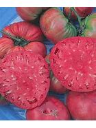 Belgian Giant Tomato Seeds