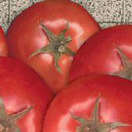 Bella Rosa Tomato Seeds