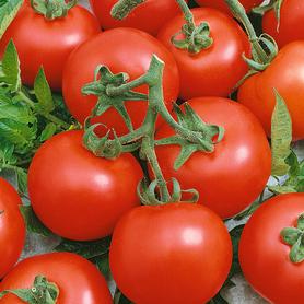 Best Bush Tomato Seeds