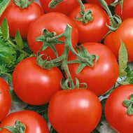 Best Bush Tomato Seeds