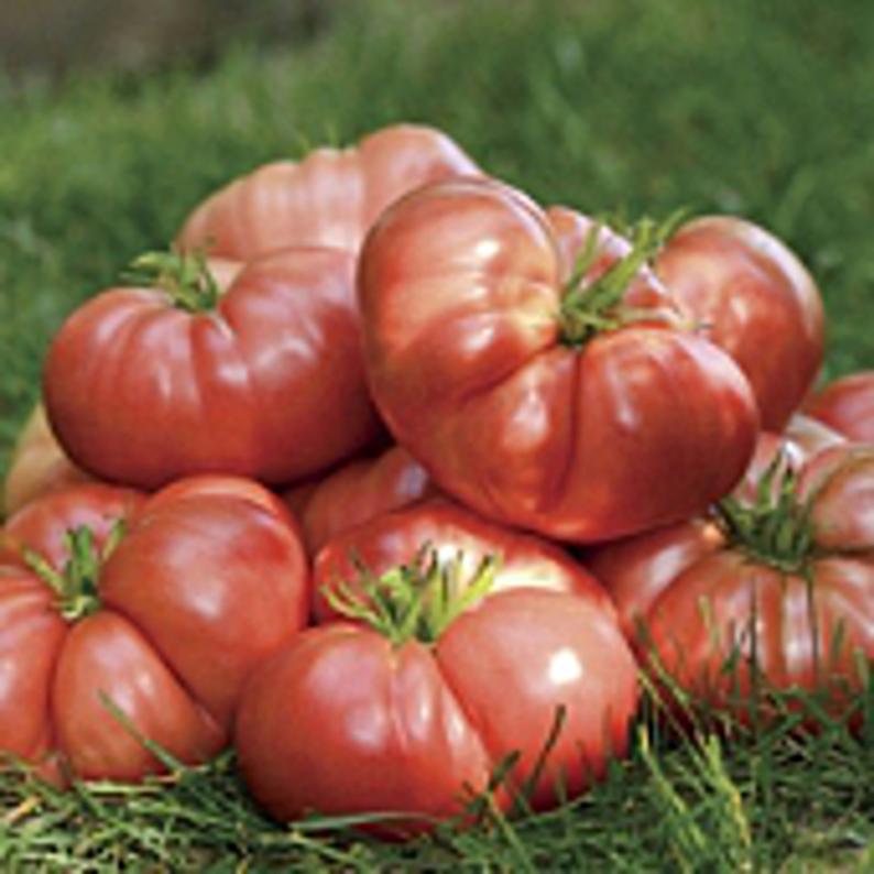 Big Brandy Tomato Seeds