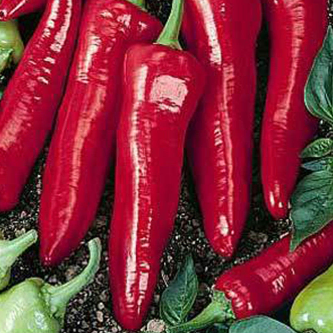 Big Jim Hot Pepper Seeds