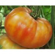 Big Rainbow Tomato Seeds