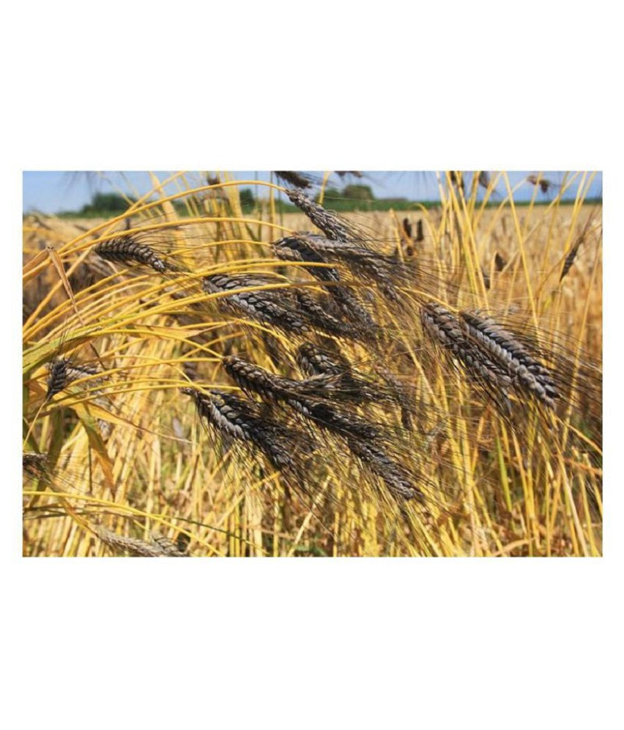 Wheat Ornamental Black Tip Seeds