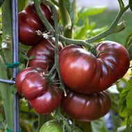 Black brandywine Tomato Seeds