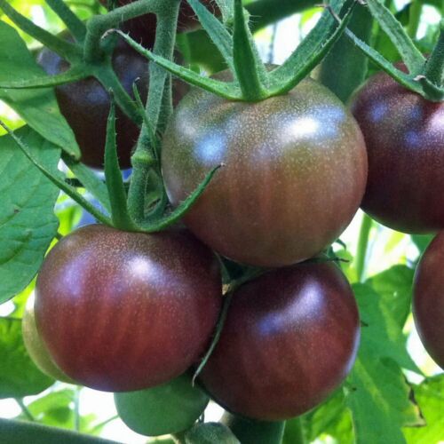 Black Cherry Tomato Seeds