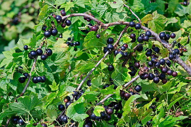 Black Currant Seeds