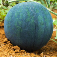 Black Diamond Watermelon
