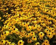 Black Eyed Susan Flower Seeds