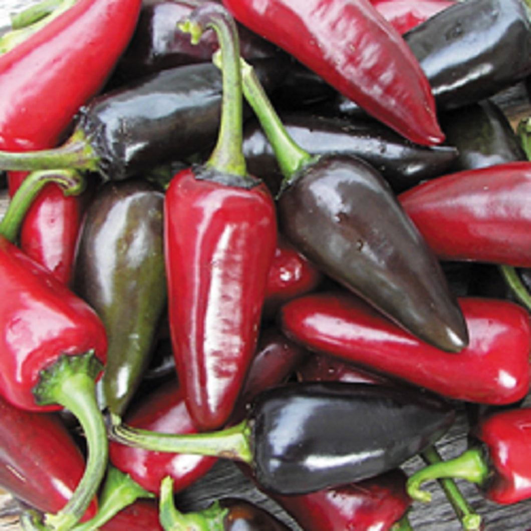 Black Hungarian Hot Pepper Seeds