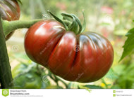 Black Russian Tomato Seeds