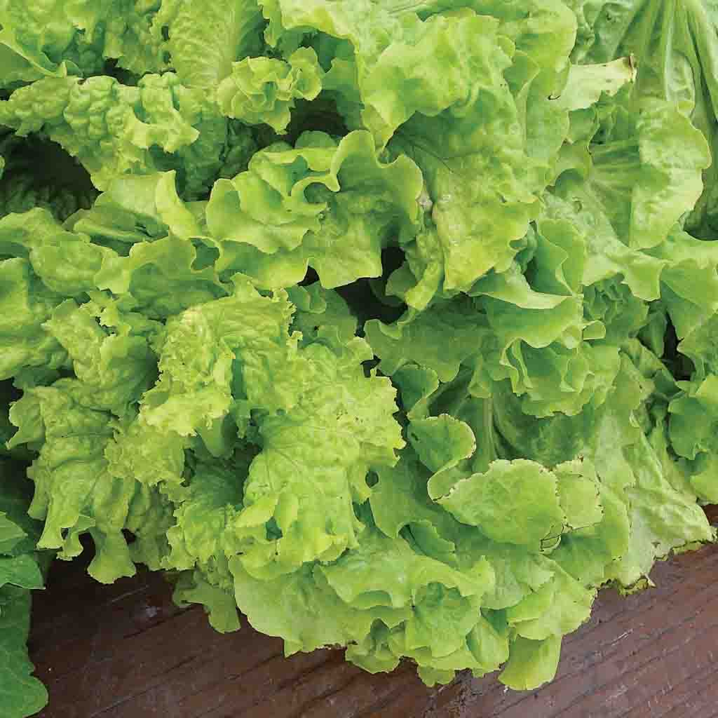 Black Seeded Simpson Lettuce BOGO!