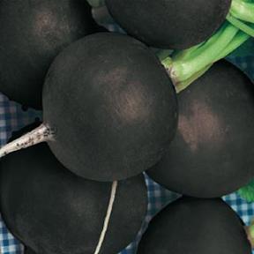 Black Spanish Radish