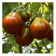 Black Truffle Tomato Seeds