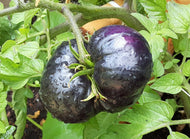 Black beauty Tomato Seeds