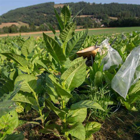 Black Sea Samsun Tobacco Seeds
