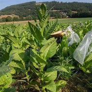 Black Sea Samsun Tobacco Seeds