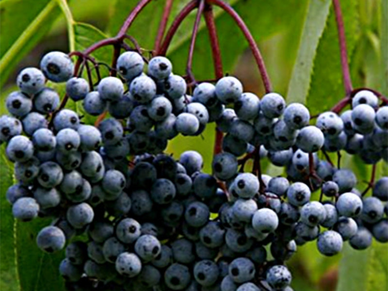 Blue Elderberry Seeds