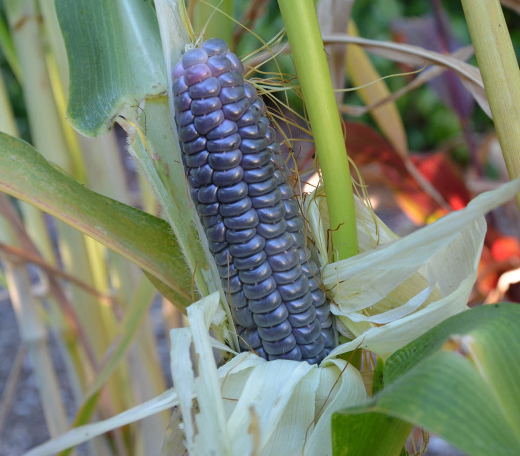 Blue Jade Dwarf Corn