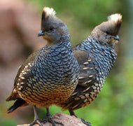 Blue Scale Quail